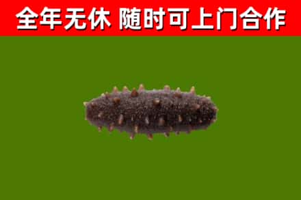 西陵回收海参干